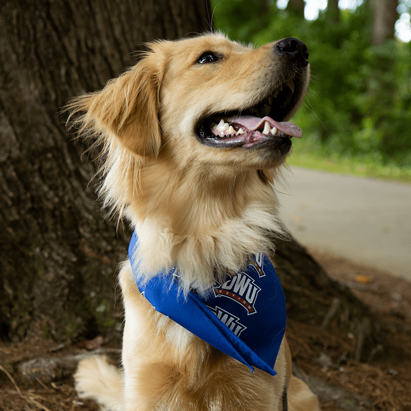 Retriever wearing bandana